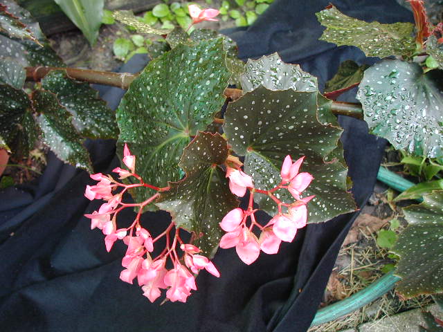 B. ‘Mervin Amerman’